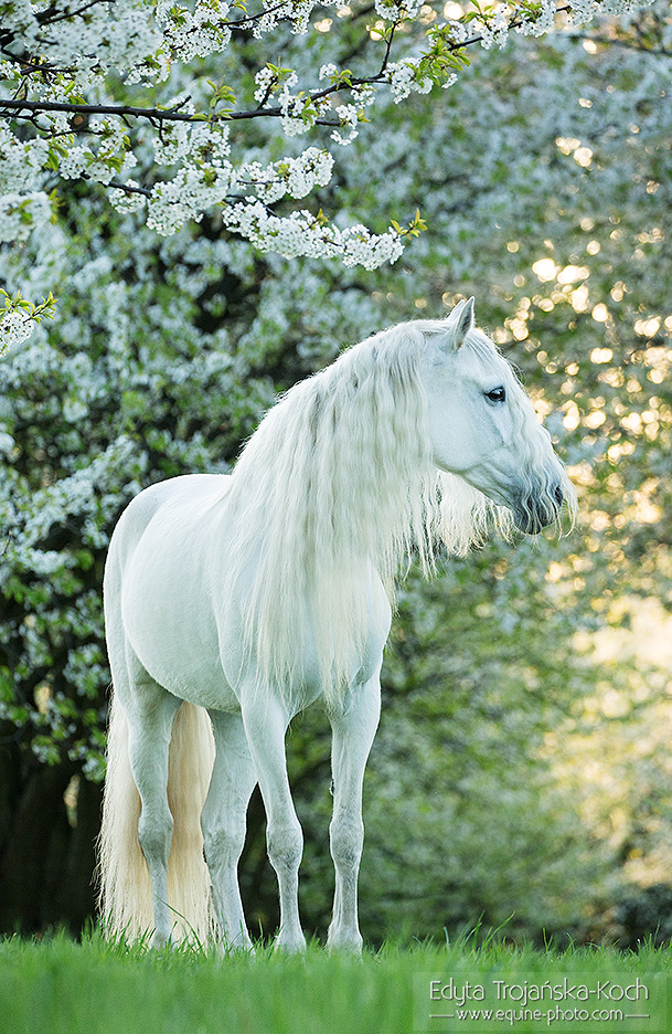 ANDALUSIAN NARANJITO